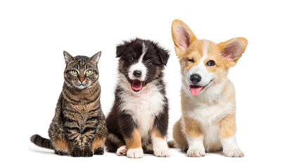 Poster - Cat and dogs sitting together and looking happy on a white background