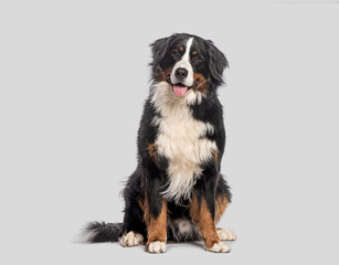 Poster - Happy Bernese mountain dog sitting on a grey background and looking at the camera with its tongue out