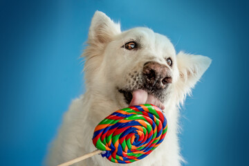 Poster - An elderly senior white shepherd dog licking at a lollipop in front of blue studio background. Funny dog portrait