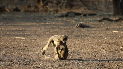 Wall Mural - Chacma baboons playing in golden morning light