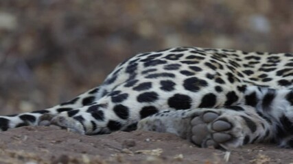 Wall Mural - zooming in on a leopard from the tail forward