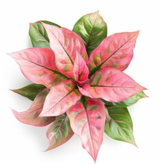 Wall Mural - Beautiful pink Aglaonema plants isolated on white, top view. House decor