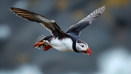 Wall Mural - Atlantic Puffin soaring above the rugged cliffs of Noss in the Shetland Islands