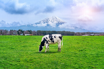 cow eating lush grass on the green field in front of fuji mountain, japan.