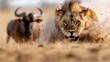 ©  lukaPixMedia - A lion fiercely charges through the dusty desert, pursued by a wildebeest in a dramatic high-stakes chase, capturing the raw intensity and survival instinct of the wild.