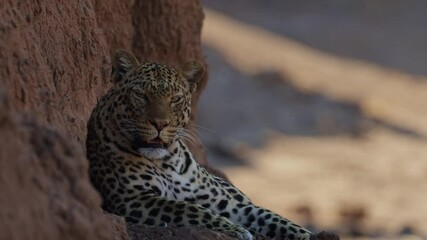 Wall Mural -  leopard yawns and walks away