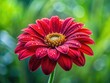 © Autun - A tiny red blossom radiates tranquility, its petals beaded with dew, blending effortlessly with the lush green surroundings in soft focus.