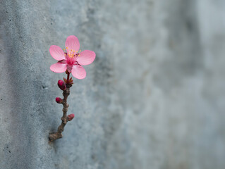 Vivid Pink Flower Bloom Close Up Against Grey Stone Background