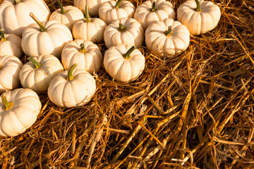 autumn harvest with organics pumpkins, squash and gourds for thanksgiving and fall agriculture season. background for Halloween or thanksgiving Holiday season decoration copy space