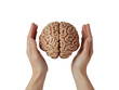 © Asier - Hand holding a human brain model, showing detail and texture, isolated on white background.  PNG transparent.