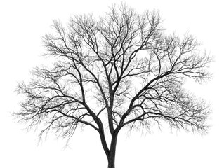 bare tree branches, isolated on white, showing intricate details and silhouette of leafless limbs. p