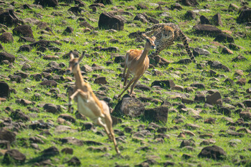 Poster - Female cheetah chases two female common impalas