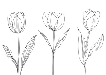 Wall Mural - The beauty tulips flower is drawn continuously from top to bottom in one line