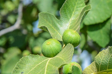 Figs on the fig tree branches in a beautiful sunny day