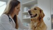 © UA_PM - female doctor examining the golden retriever dog in a veterinary clinic