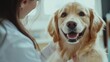 © UA_PM - female doctor examining the golden retriever dog in a veterinary clinic