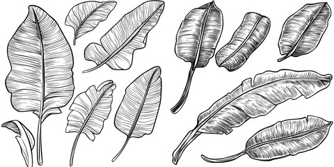 Set of exotic, white banana leaves with black outlines, isolated on a white background. Illustration with tropical foliage.