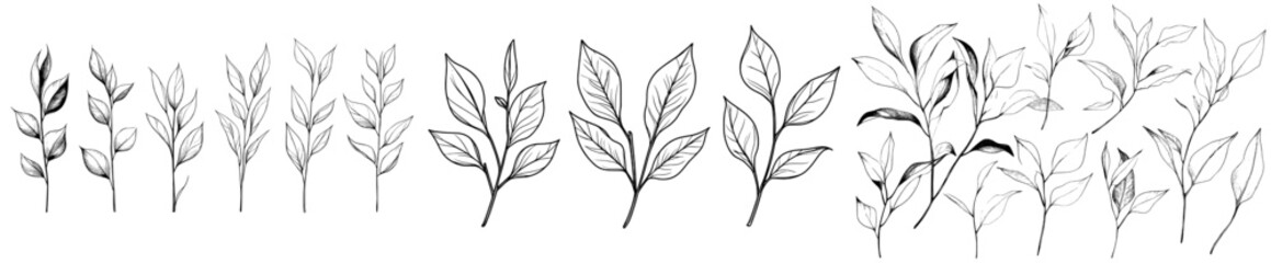 Wall Mural - Animated wild plants set. Black isolated modern background with black outline herbs.