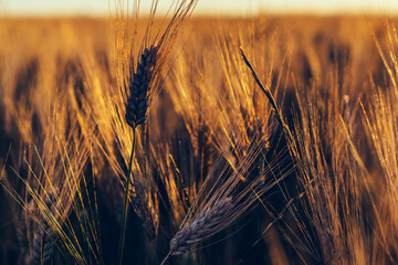 Ripening ears of wheat field at golden sunlight. Rich harvest Concept, cultivation of ecological organic food. Cereal grain which is a worldwide staple food, Rural Farming agriculture under sunlight