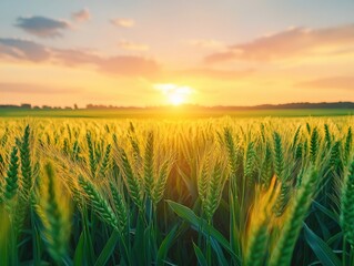 green agriculture field with the sunset in the horizon