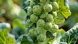 © Imsuniyah - Close-Up of Fresh Brussels Sprouts Growing on a Plant