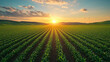 © Warisa - green agriculture field with the sunset in the horizon