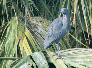 Heron in a tree