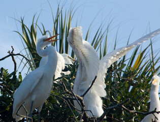 White Heron chicks