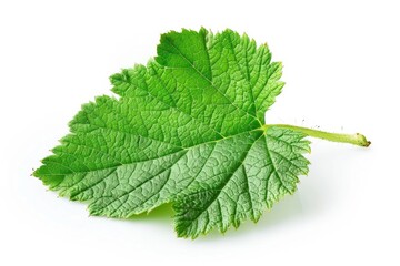 A close-up view of a single leaf on a white background