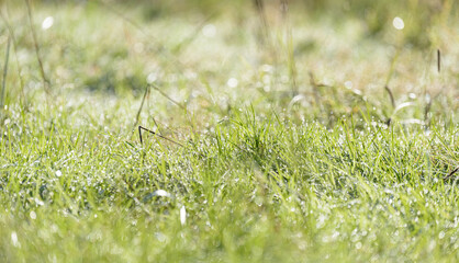 Green grass in a meadow with water droplets on a sunny summer day, natural background with copy space for text