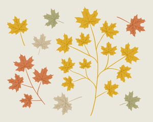 Wall Mural - Maple leaf and branch illustration set. Hand drawn graphic. Cute color drawing of fall element. Flat autumn leaves.