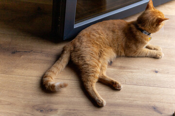 red cat lies near the balcony door on the wooden floor