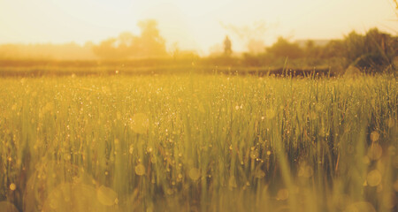 Wall Mural - Sweet meadows at sunset blurry background