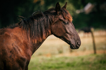 Side profile of young black horse with brown manes in pasture