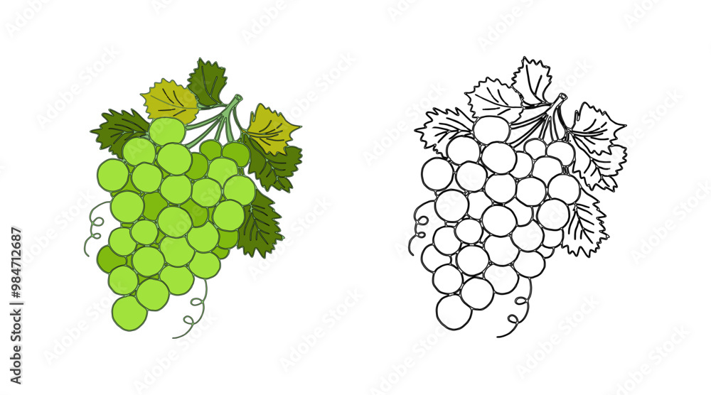 Coloring page bunch of white, green grapes - vector color illustration ...