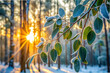 © Butsarakham - A leafy tree branch is covered in frost and snow, with the sun shining through the leaves. Concept of tranquility and peacefulness, as the sun's rays illuminate the frosty branches