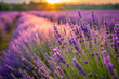 © Butsarakham - A vast field of lavender flowers, with the sun shining brightly on them. The flowers are in full bloom, creating a beautiful and serene scene. The sun's rays cast a warm glow over the field