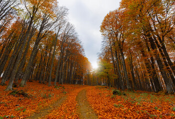 Image of colorful leaves falling down from tree branches in autumn. (Yedigöller). Yedigoller National Park, Bolu, Istanbul. Turkey.