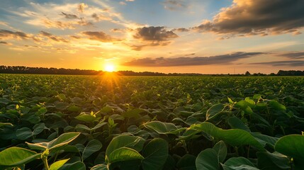 A field of green plants with large leaves, illuminated by the warm glow of the setting sun, with a sky filled with vibrant orange and yellow clouds.