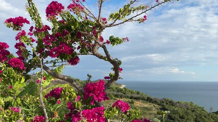 Wall Mural - Bougainvillea tree with pink flowers on sea shore.