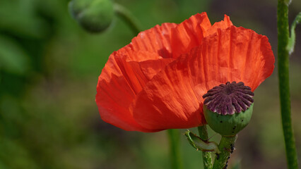 red poppy flower on a summer day in the garden