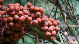 Ripe rattan fruit (Manau, hoe, jernang, buah ular, Littuko) on the tree. The rattan fruit is edible, the texture is like lychee fruit