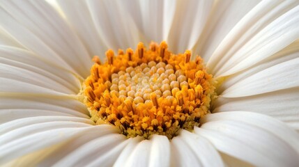 Poster - Close-up of a White Daisy Flower