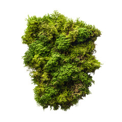 patch of green moss isolated on transparent background Generative Ai.


