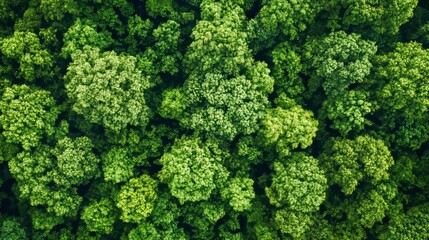 Summer aerial view of a lush, green forest displaying a diversity of tree types