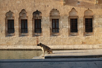 Wall Mural - dog on the roof