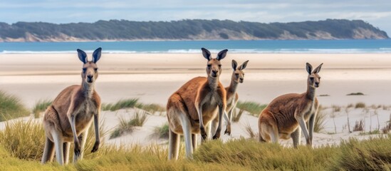 Kangaroos on a Sandy Beach