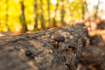 Wall Mural - tree trunk with mushrooms