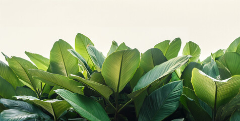 Composition of palm leaves, ferns and tropical plants isolated on a white background