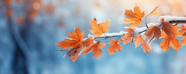 Beautiful frozen branch with autumn maple leaves in the forest. Autumn winter background